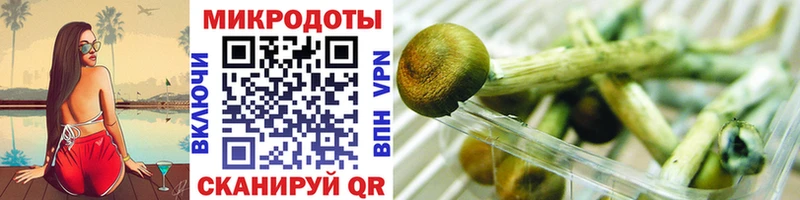 Купить закладки  Куровское  Псилоцибиновые грибы GOLDEN TEACHER 